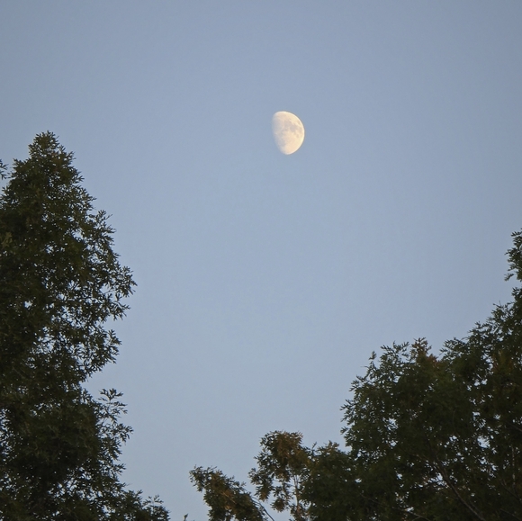 Meet your Posher, Westley - Picture 1 of 1